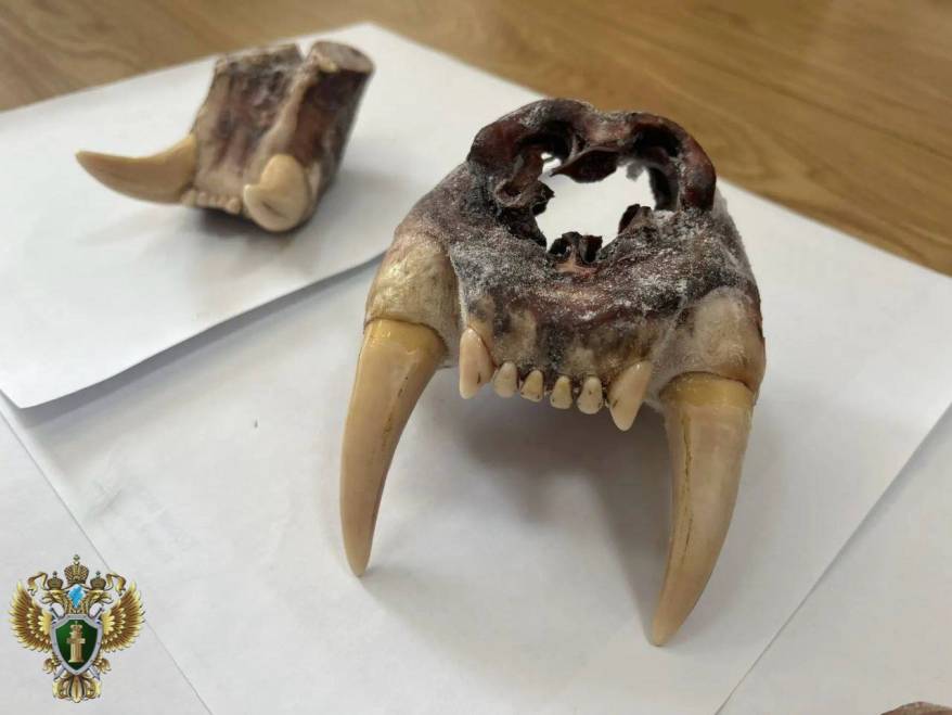 Особо ценные челюсти пытался вывезти иностранец из Приморья