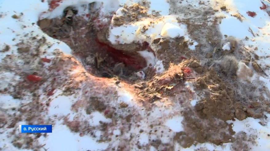 Кровавое месиво: следы и улики страшного преступления обнаружены на Русском острове