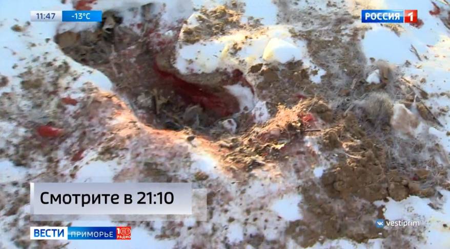 Кровавое месиво, рядом след ботинка: на Русском острове объявился самый страшный «зверь»