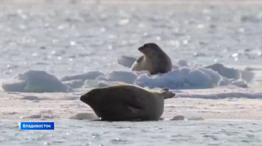 Ларги позируют перед приморцами у маяка Токаревского во Владивостоке