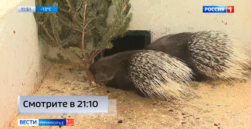 Особые "новогодние подарки" получили постояльцы приморского зоопарка