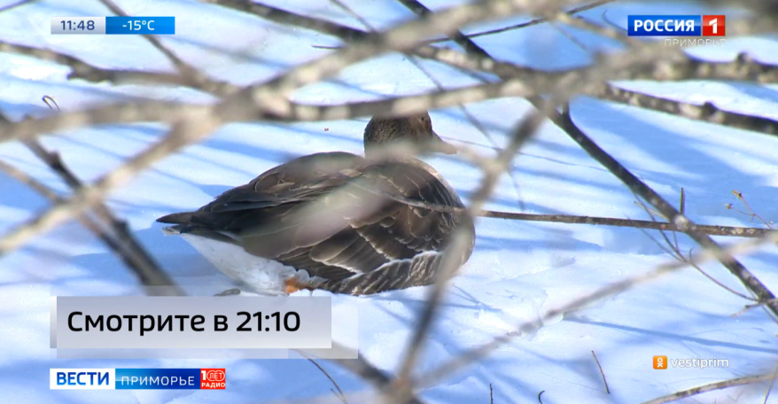 Как дикие пернатые выживают зимой в Приморье?