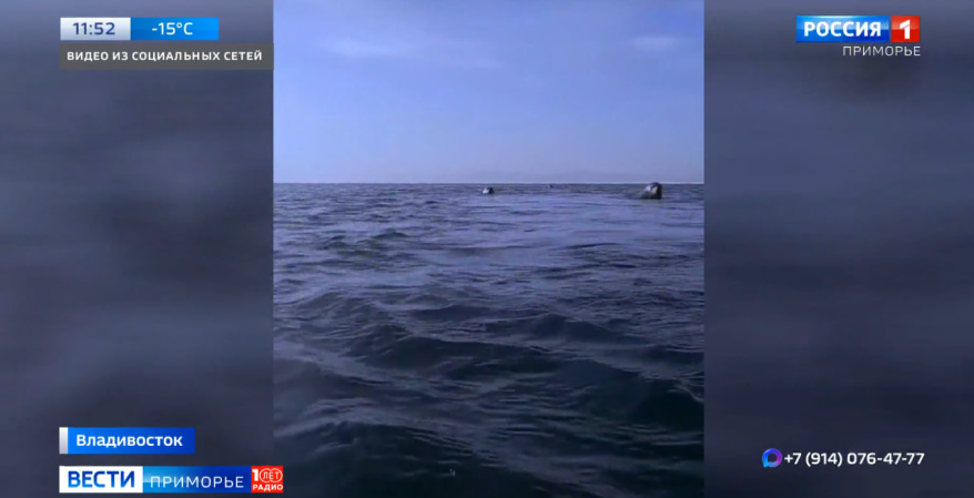 "Слежку за мной устроили?": дайвер пообщался с ларгами в районе Токаревского маяка
