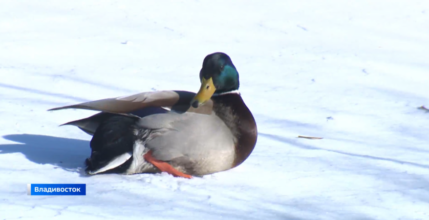 Как выживают зимующие в Приморье птицы?