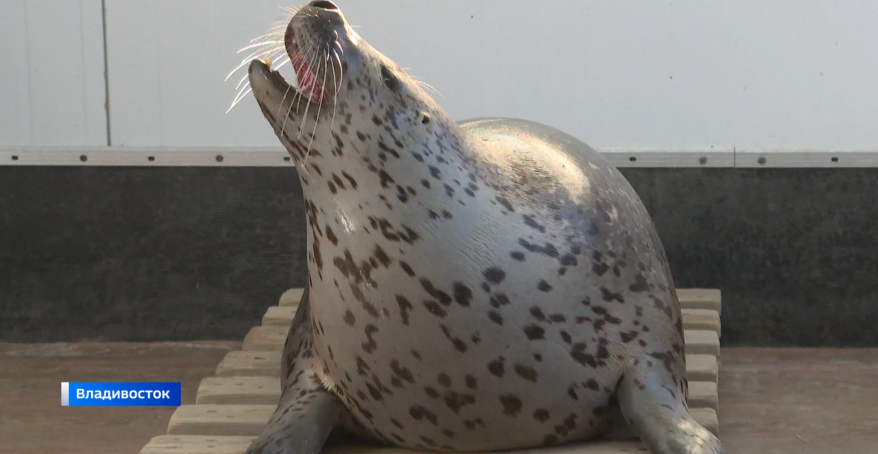 Ларги учатся петь: уникальный эксперимент в Приморском океанариуме