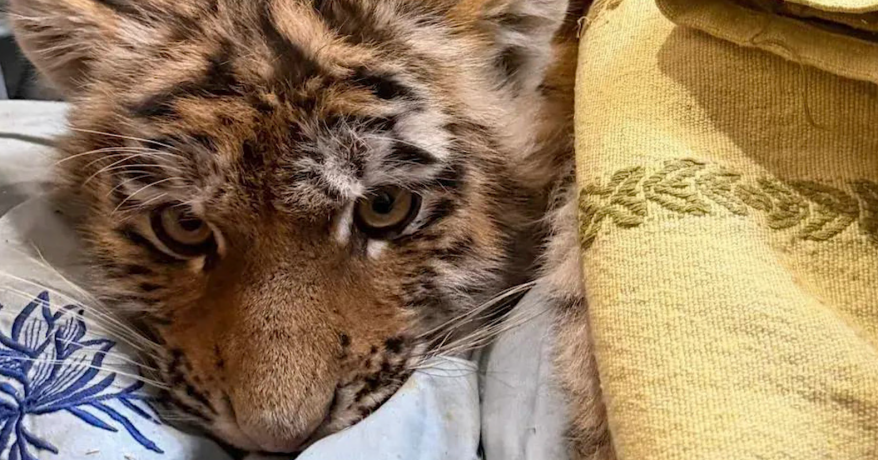 Положительная динамика: спасенные в Приморье тигрята прибавили в весе