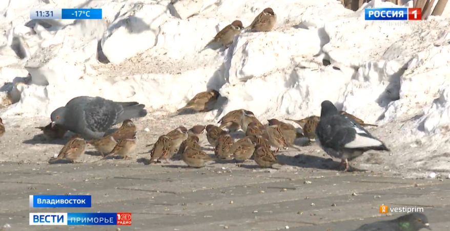 Лютые морозы и перебои с отоплением: когда ждать потепления в Приморье?