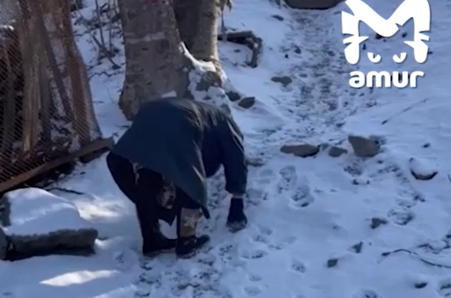 77-летняя женщина на четвереньках добирается до магазина в Находке