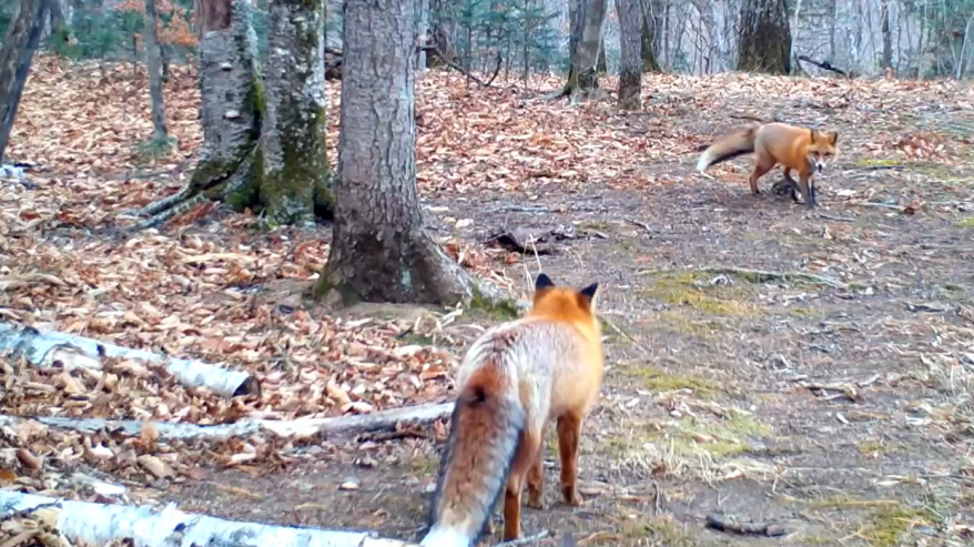 Веселые игры лисиц попали на видео в Приморье