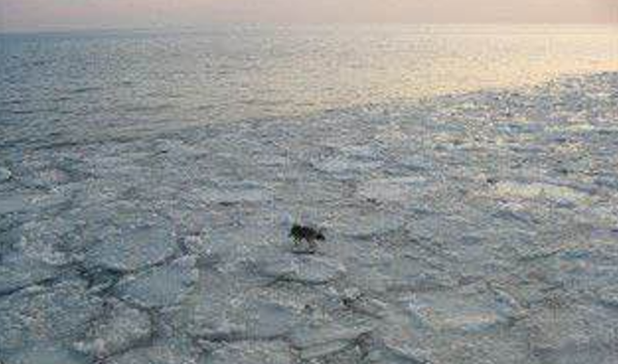 Собаку уносит на льдине в море в Приморье