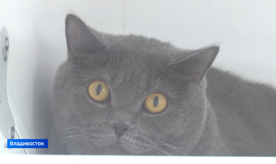 Что будут делать в зооотеле с вашим питомцем пока вы в отпуске?