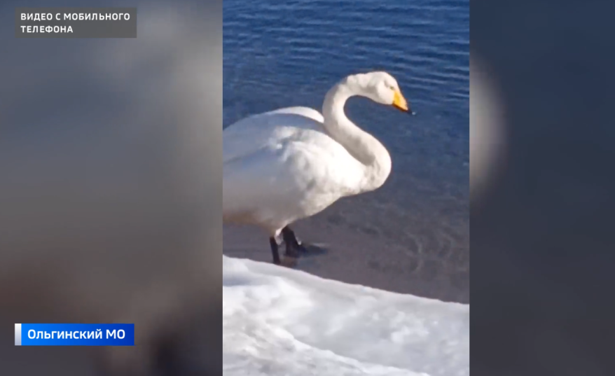 У берегов залива Святого Владимира объявился одинокий лебедь-кликун