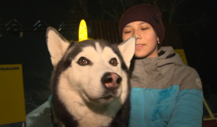 Какие качества ценятся в ездовых собаках? Интервью