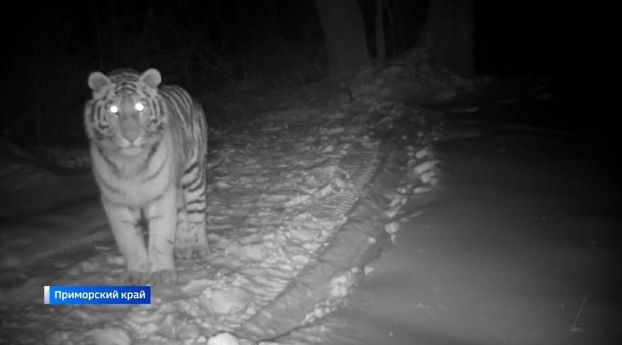 Тигра отловили в окрестностях поселка в Приморье