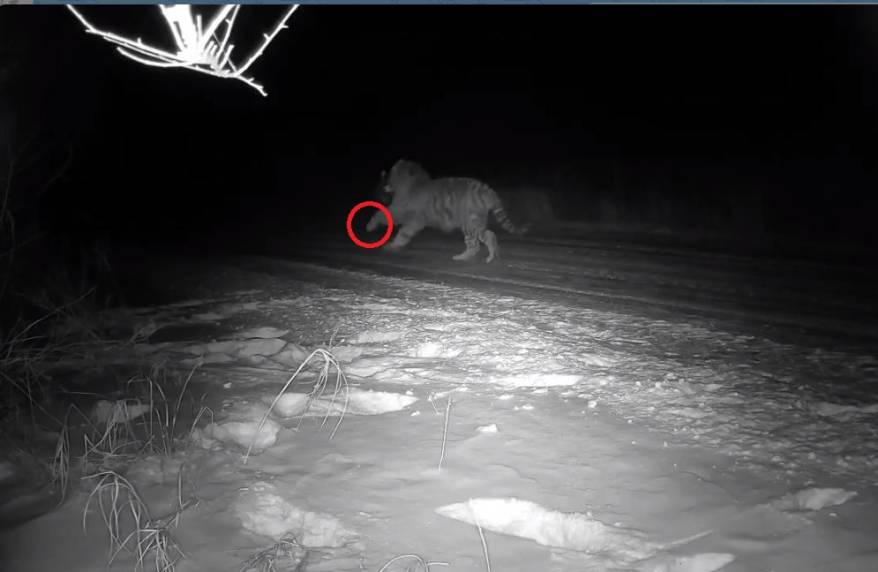 "Трехлапого" тигра отловили недалеко от Владивостока