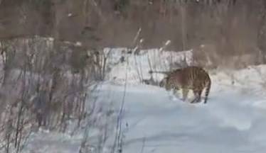 Молодого тигра с ошейником отловили в Чугуевском округе