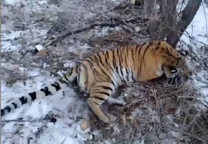 Еще одного тигра отловили в Приморье