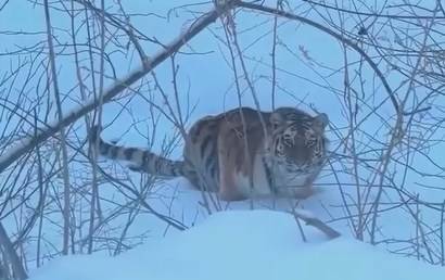 Тигру стало неинтересно наблюдение за приморцами
