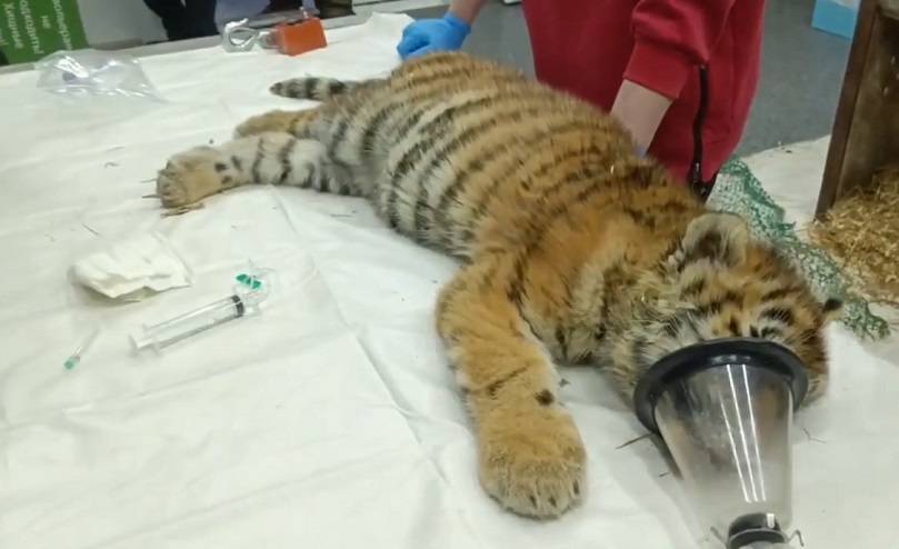 Что сегодня известно о двух спасенных тигрятах-сиротах в Приморье