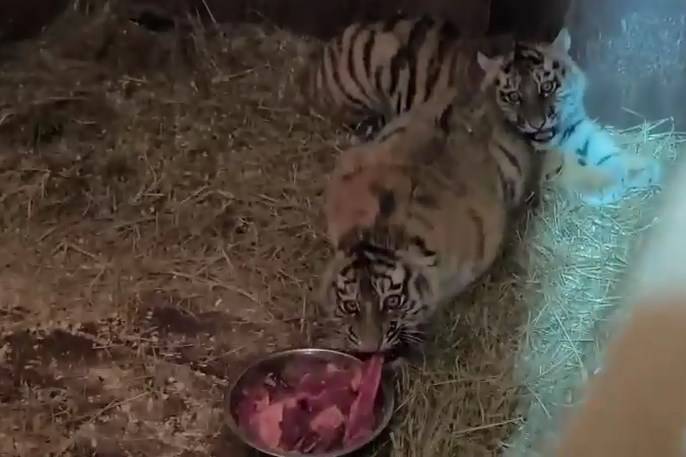 Едят и рычат: тигрята-сиротки идут на поправку в Приморье