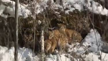 Одиноких тигрят обнаружили приморцы у обочины на трассе