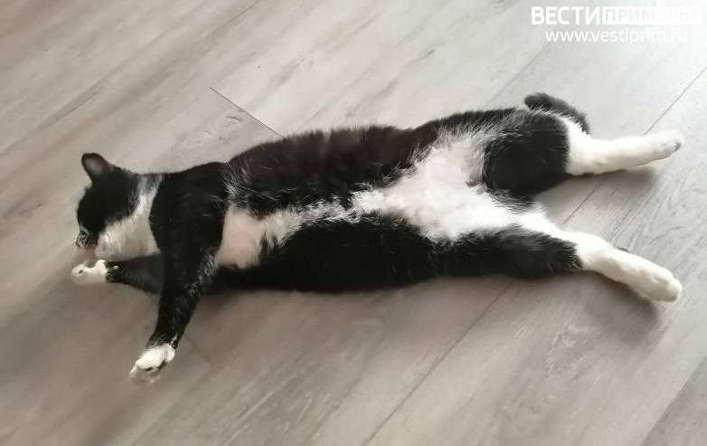 Станет обязательной маркировка домашних животных