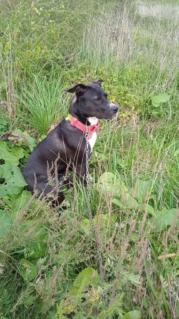 В Приморье женщина хотела пристроить собаку в добрые руки, но отдала мошенникам