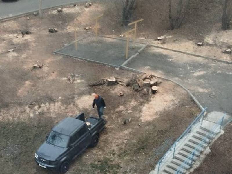 Владивостокцу грозит до семи лет лишения свободы за незаконную вырубку деревьев