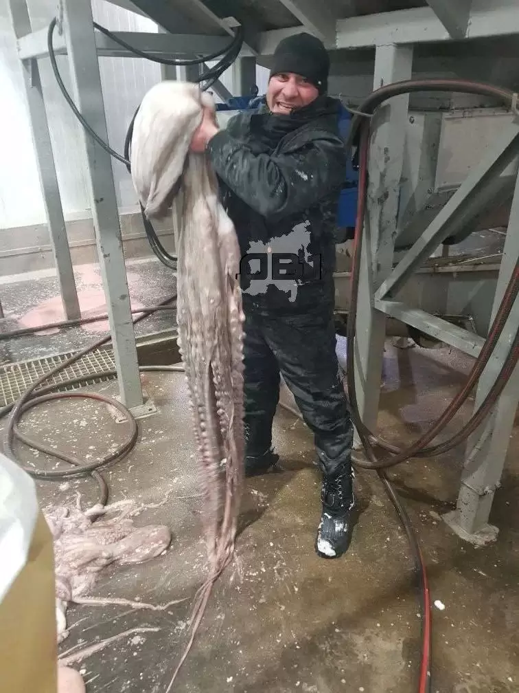 Морского гиганта выловили дальневосточные рыбаки возле Курил