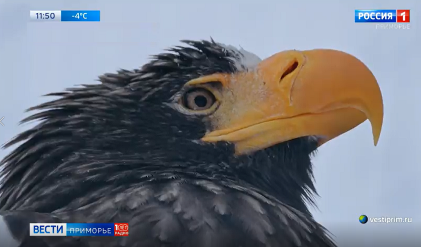 «Человек и море»: участники конкурса уже присылают свои фильмы на фестиваль