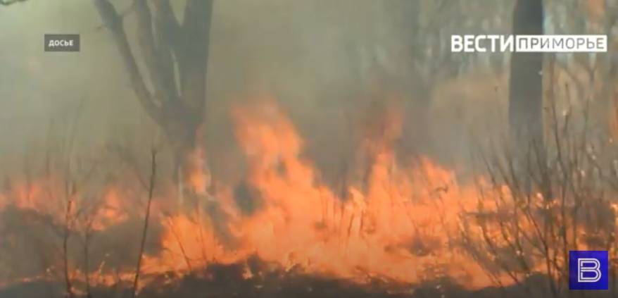 Мощный пожар вспыхнул рядом с природным заповедником в Приморье