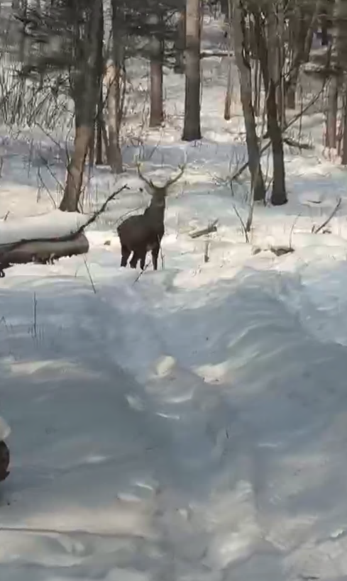 Анучинские егери начали подсчитывать диких зверей