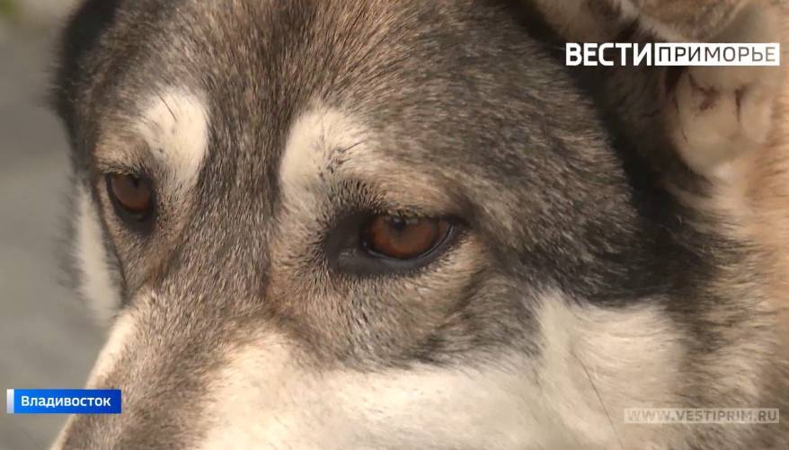 Собака серьезно покусала подростка в Приморье