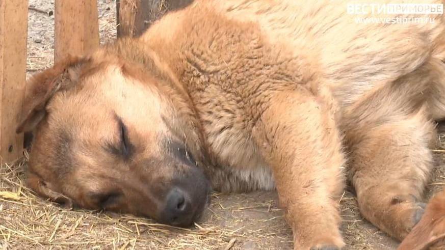 Догхантер "с рогаткой" объявился в Находке