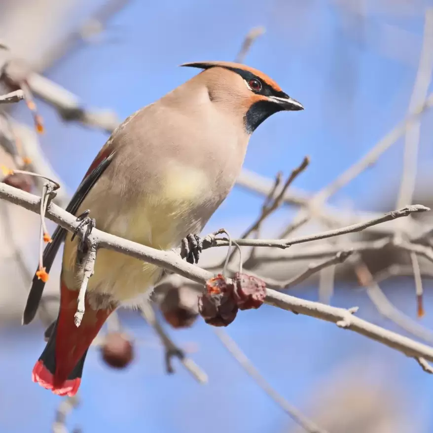 Во Владивосток с ветрами прилетели стаи ярких свиристелей