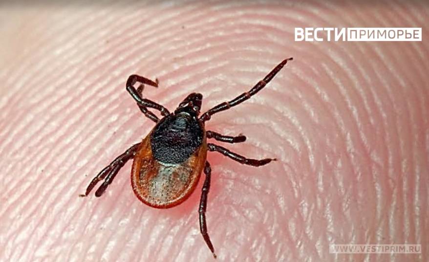 В Приморье началась вакцинация против клещевого энцефалита