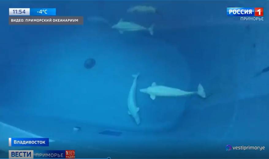 Причудливые позы для сна выбирают белухи в Приморском океанариуме