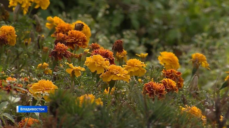 2025-й год стал самым тёплым на Дальнем Востоке — спасибо нейтральной фазе Эль-Ниньо