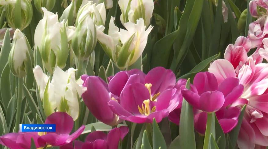 Власти Владивостока определили места продажи тюльпанов к 8 Марта