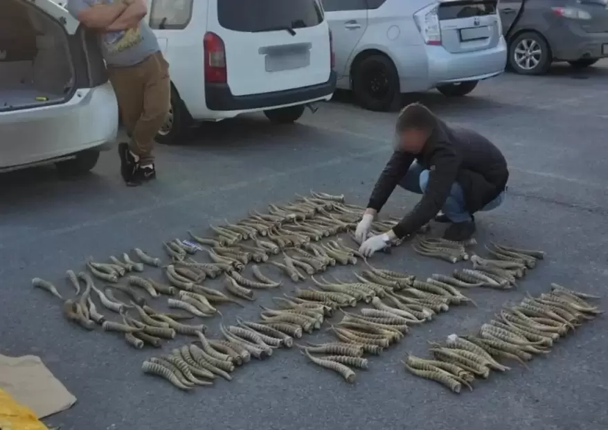 Крупная партия особо ценных дериватов изъята сотрудникамми органов безопасности в Уссурийске