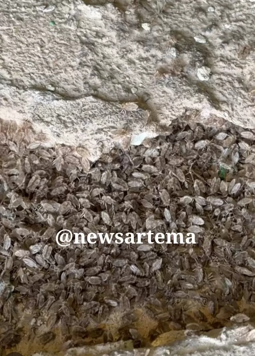 Полчища насекомых атаковали жильцов многоэтажки в Приморье