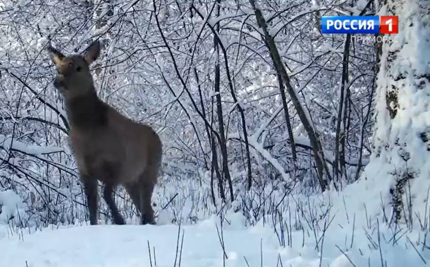 Ученые в Приморье смогли «подглядеть» за тем, как зимуют изюбри