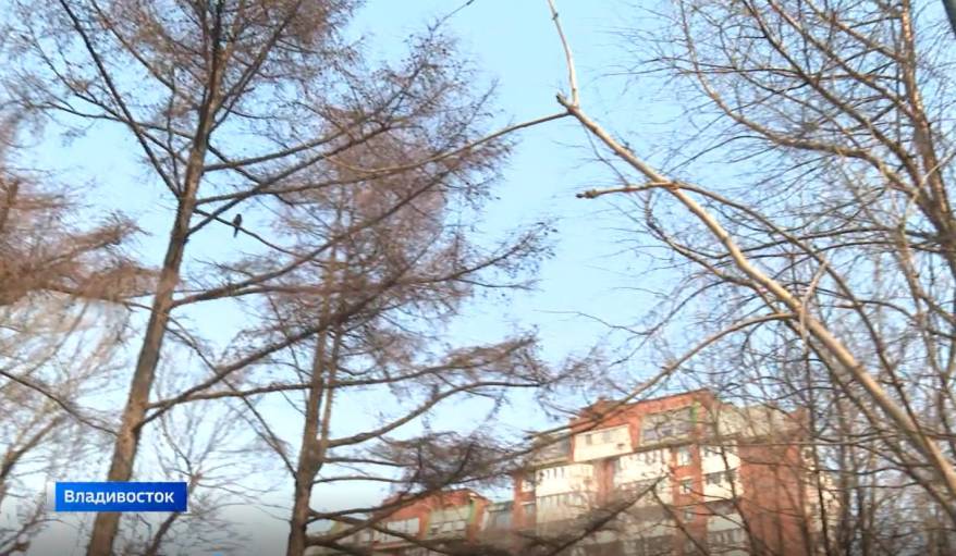 «Вертолётики оказались убийцами»: какие растения попадут в «черный список» в Приморье?