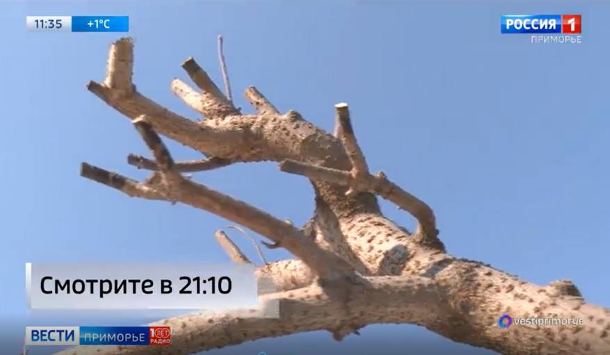 Запрещенный список растений готовят в Приморье