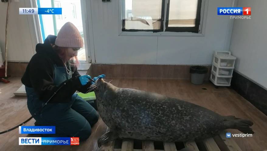 Ларги в Приморском океанариуме проходят эндоскопическое исследование