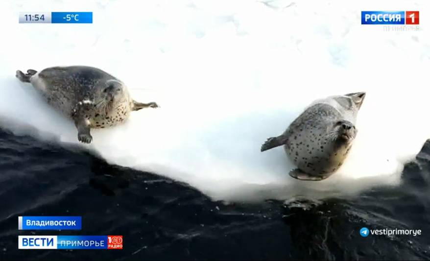 Обитатели приморского океанариума устроили забастовку