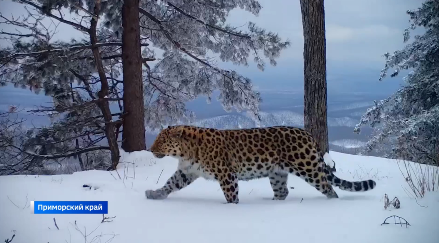 Американцы отметили успех приморских экологов в сохранении популяции дальневосточных леопардов