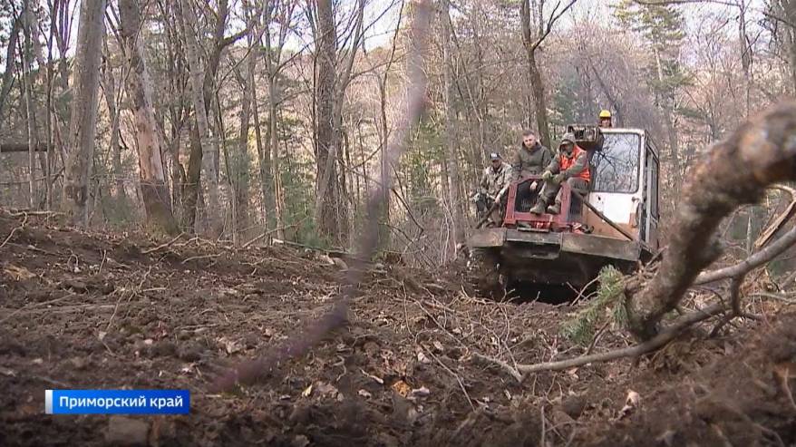 Искусственный интеллект пришел на лесопереработку в Приморье
