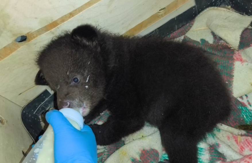 В Приморье спасают осиротевших гималайских медвежат