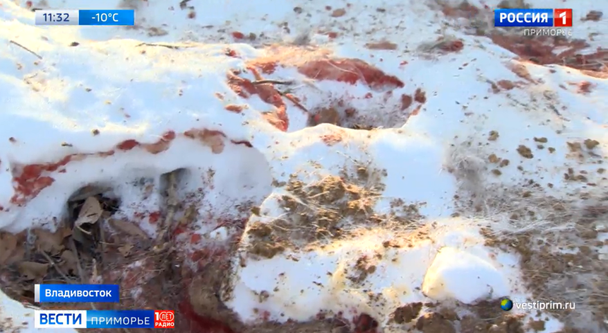 Полиция ищет живодеров, уничтожающих диких животных на Русском острове